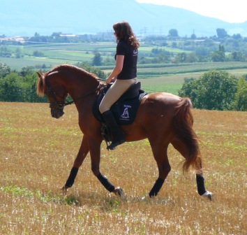 SRF Barolo